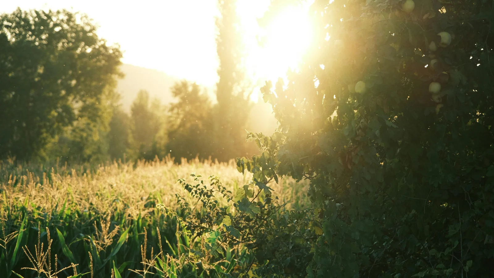 nature exercice thérapie bien-être corps thérapie psycho-corporelle Émotions libération blocage Thérapie extérieure