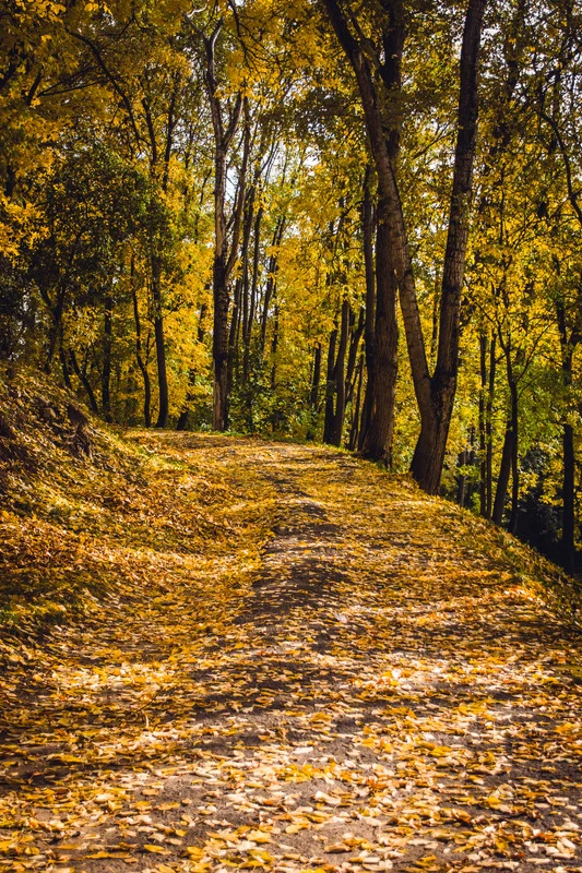 nature thérapie extérieur automne forêt